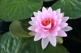 Lotus flower & waterlily